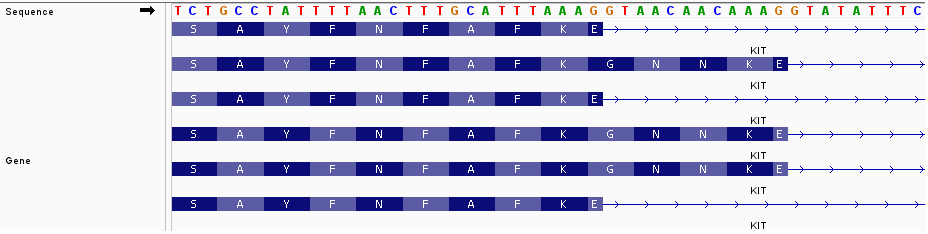 KIT Isoform Structure