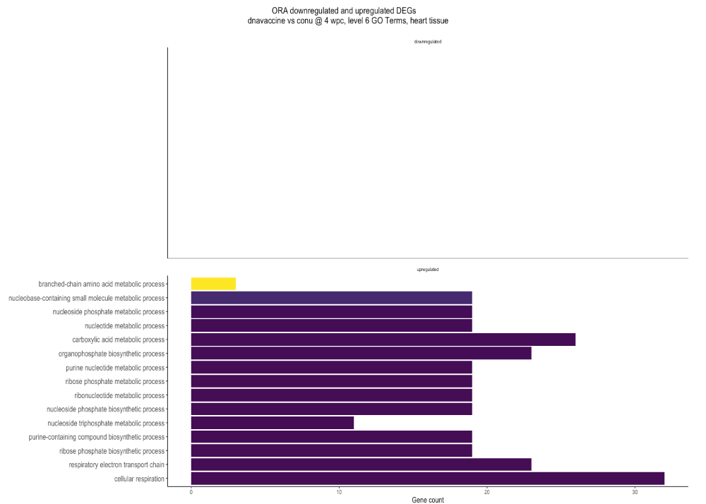 dnavaccine_vs_conu_4wpc_2024