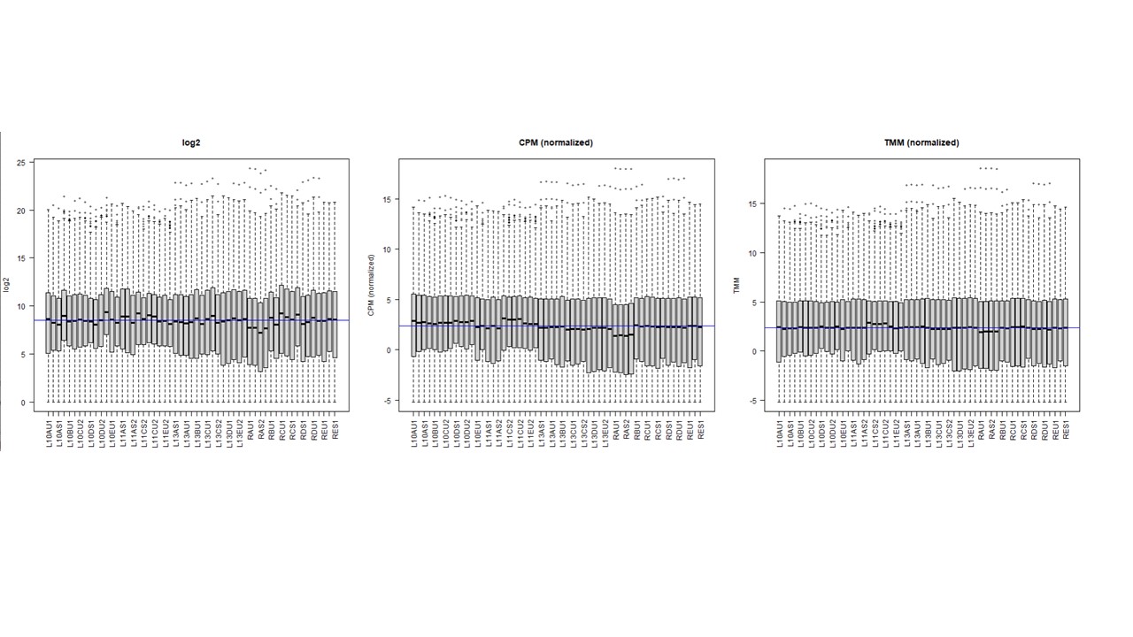 Comparison between normalization effect